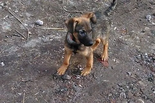 Maluszek Beżyk do adopcji, śląskie Katowice