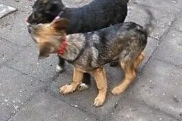 Maluszek Beżyk do adopcji,  śląskie Katowice