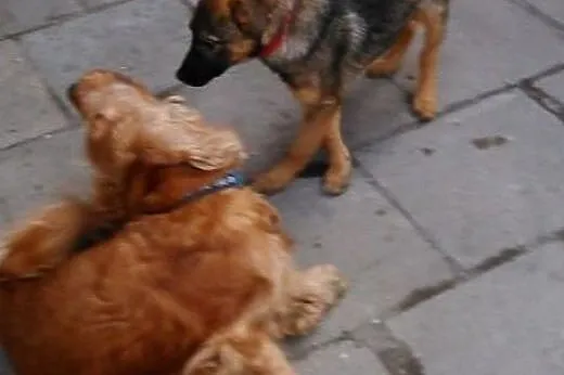 Maluszek Beżyk do adopcji,  śląskie Katowice