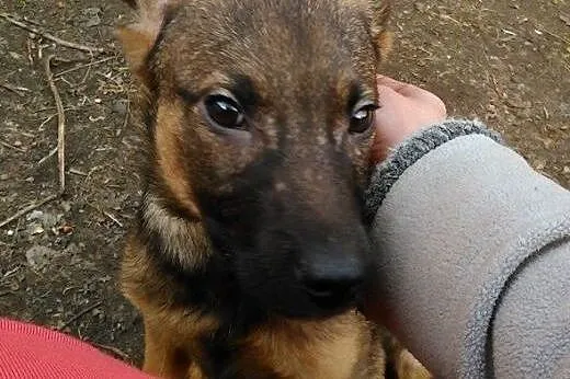 Maluszek Beżyk do adopcji,  śląskie Katowice