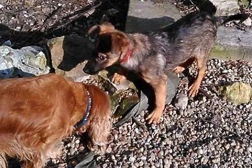 Maluszek Beżyk do adopcji,  śląskie Katowice