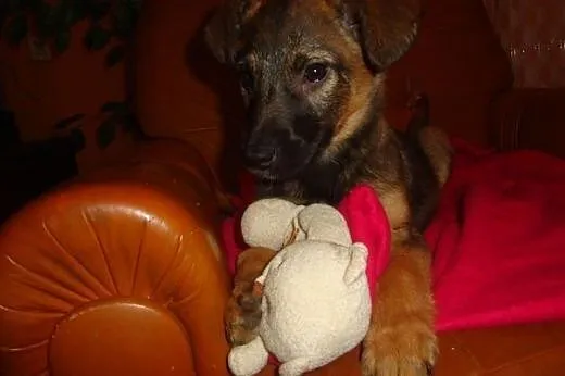 Maluszek Beżyk do adopcji,  śląskie Katowice