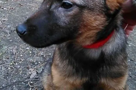 Maluszek Beżyk do adopcji,  śląskie Katowice