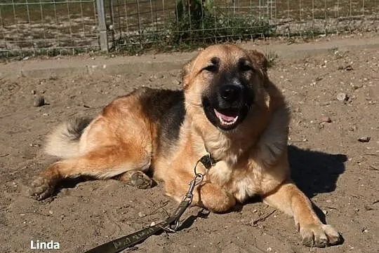 Linda - nieśmiała i przyjacielska sunia w typie ON, Mazowieckie, Nowy Dwór Mazowiecki