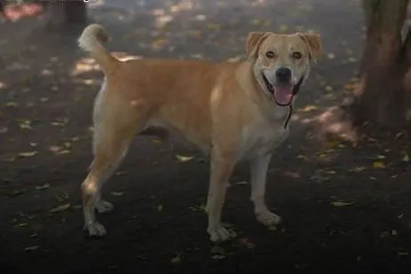 Przyjazna, całuśna Kajra w typie labradora szuka d