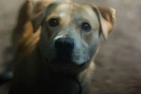 Przyjazna, całuśna Kajra w typie labradora szuka d