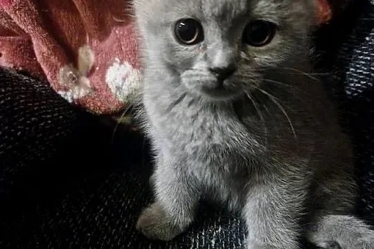 Kotek brytyjski niebieski