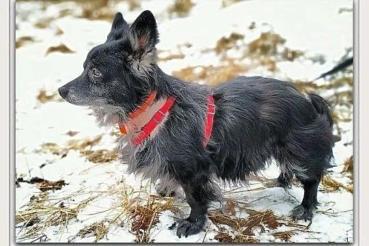 Mały 9 kg,łagodny,grzeczny,przyjazny,szczepiony piesek OTIS.Adopcja.