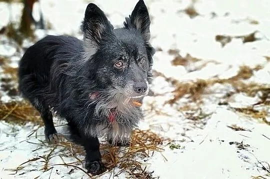 Mały 9 kg,łagodny,grzeczny,przyjazny,szczepiony piesek OTIS.Adopcja., Mazowieckie, Warszawa