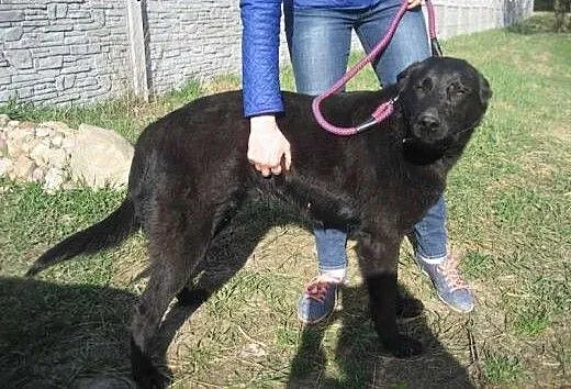 Antoś - czarny pies w typie labradora szuka domu,