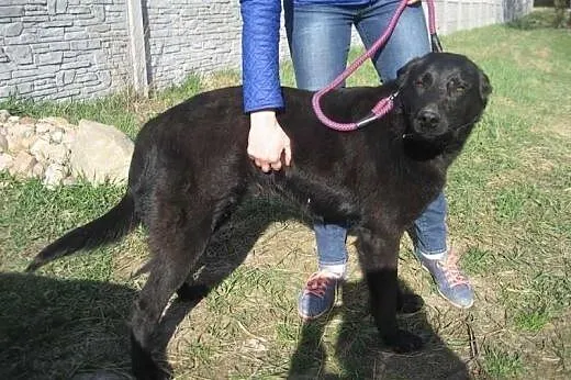 Antoś - czarny pies w typie labradora szuka domu, 
