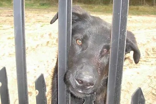 Antoś - czarny pies w typie labradora szuka domu, 