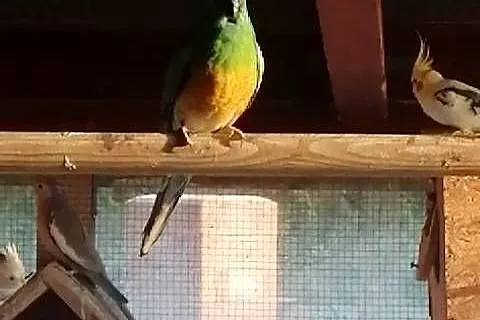 Papugi