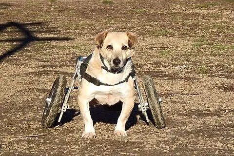 Młody, nieduży Misio szuka domu, nawet tymczasoweg