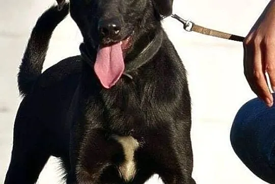 Piekny Groszek szuka swojego domu, Mazowieckie, Warszawa