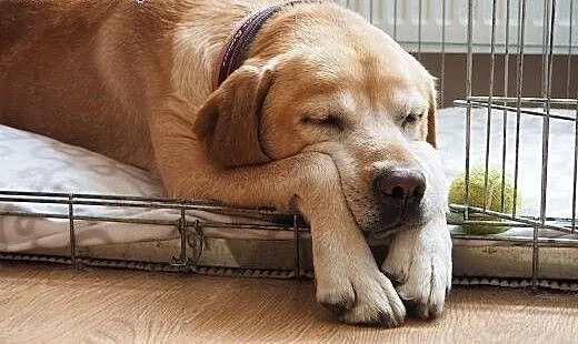 Niko w typie Labradora szuka swojej kanapy! ADOPCJ