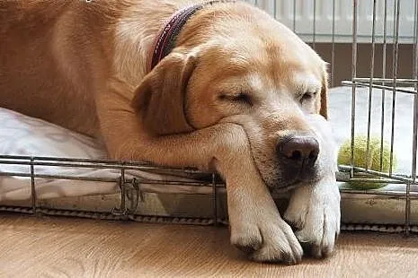 Niko w typie Labradora szuka swojej kanapy! ADOPCJ