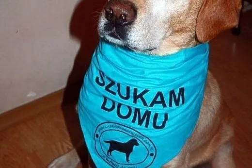 Niko w typie Labradora szuka swojej kanapy! ADOPCJ