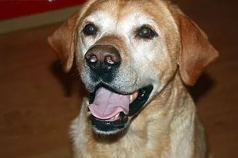 Niko w typie Labradora szuka swojej kanapy! ADOPCJ