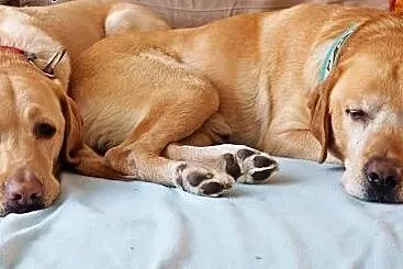 Niko w typie Labradora szuka swojej kanapy! ADOPCJ
