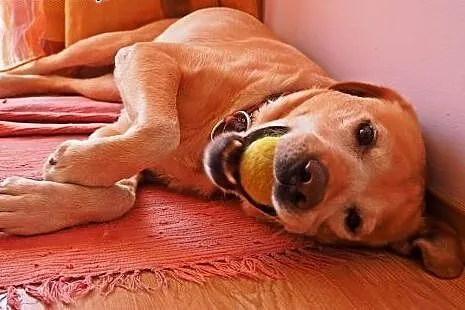 Niko w typie Labradora szuka swojej kanapy! ADOPCJ
