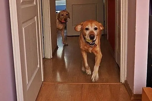 Niko w typie Labradora szuka swojej kanapy! ADOPCJ