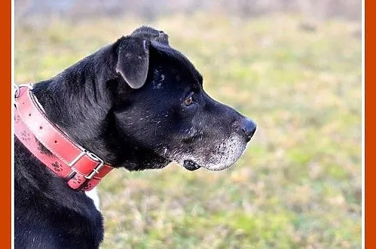Duży 30 kg,grzeczny,wierny,do domu z ogródkiem pies BEN_Adopcja