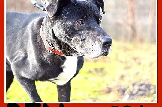 Duży 30 kg,grzeczny,wierny,do domu z ogródkiem pie