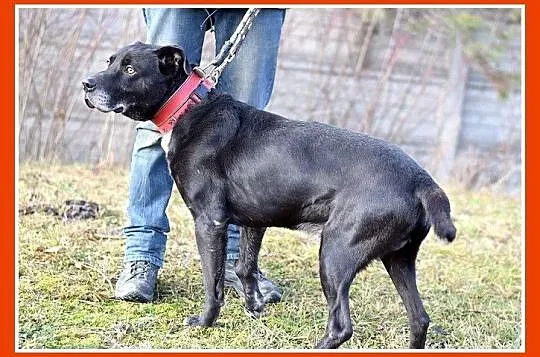 Duży 30 kg,grzeczny,wierny,do domu z ogródkiem pie