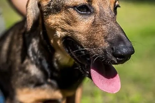 Urocza LIMONKA o wrażliwym serduszku szuka domu!, 