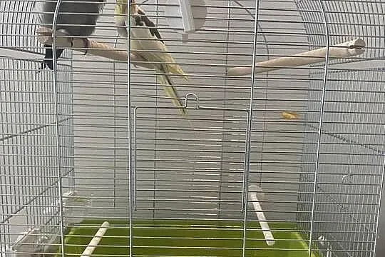Dwie papugi Nimfy z klatką cena za całość, Podkarpackie, Rzeszów
