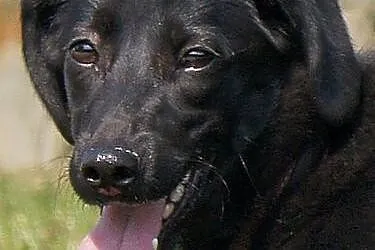 Ursa w typie labradora szuka domu