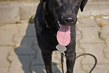 Ursa w typie labradora szuka domu