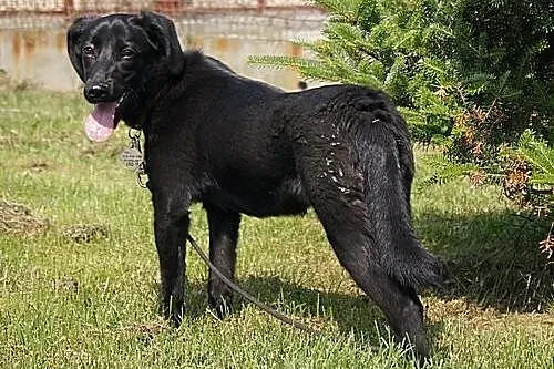 Ursa w typie labradora szuka domu