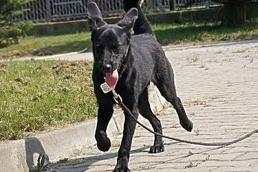 Ursa w typie labradora szuka domu