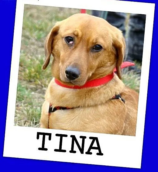 Jamnikowata sunia TINA,14 m-cy,urocza,spokojna,łag