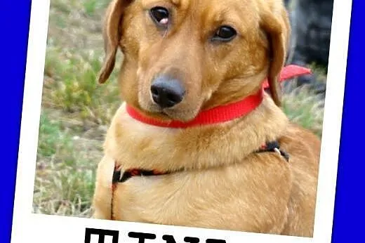 Jamnikowata sunia TINA,14 m-cy,urocza,spokojna,łag