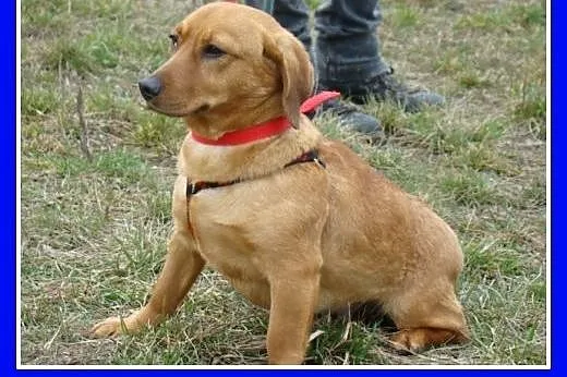Jamnikowata sunia TINA,14 m-cy,urocza,spokojna,łag