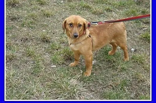 Jamnikowata sunia TINA,14 m-cy,urocza,spokojna,łag