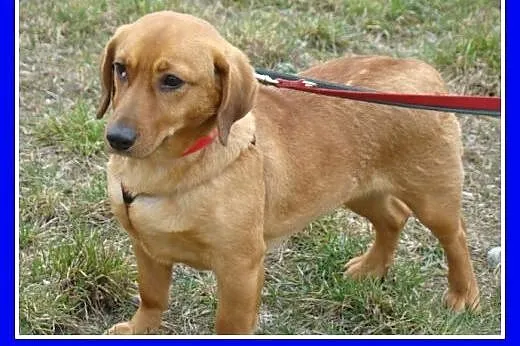 Jamnikowata sunia TINA,14 m-cy,urocza,spokojna,łag