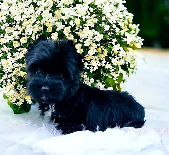 York czarny Black Yorkshire terrier., Dolnośląskie, Wrocław