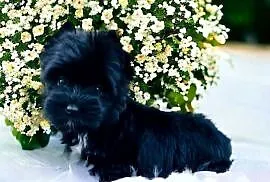 York czarny Black Yorkshire terrier.