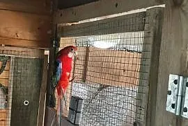 Samica rozelli białolicej dorosła