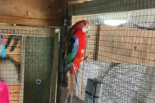 Samica rozelli białolicej dorosła, Wielkopolskie, Koninko