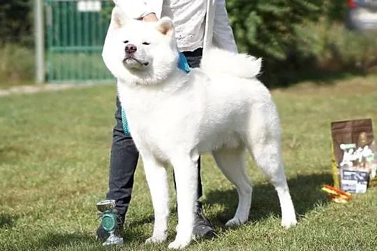 Akita Japońska ZKwP FCI, Łódzkie, Dalików