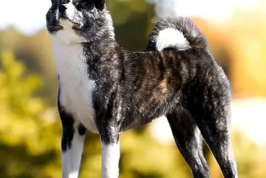 Akita Japońska ZKwP FCI, Łódzkie, Dalików
