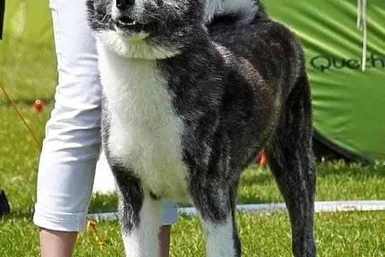 Akita Japońska ZKwP FCI, Łódzkie, Dalików