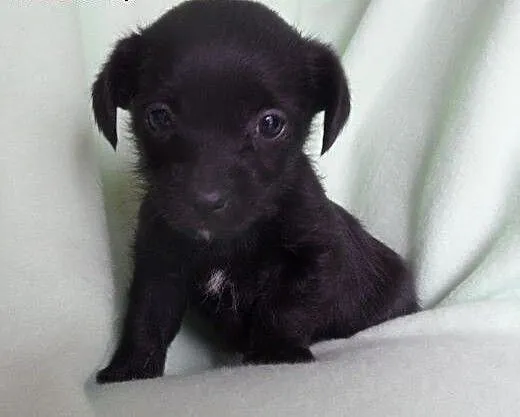 Morus do adopcji, lubuskie Świebodzin