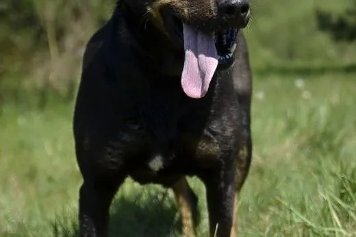 Astra - Odmień jej życie ...,  pomorskie Wejherowo