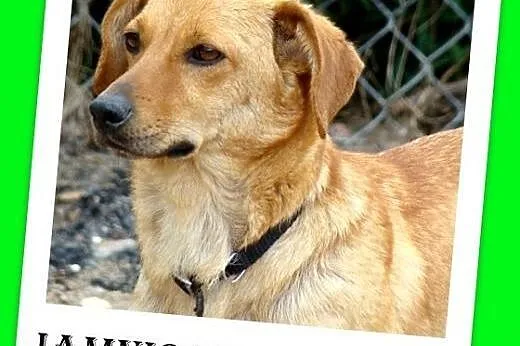 9kg,suczka JAMNIORKA,w typie jamnika,szuka kochają